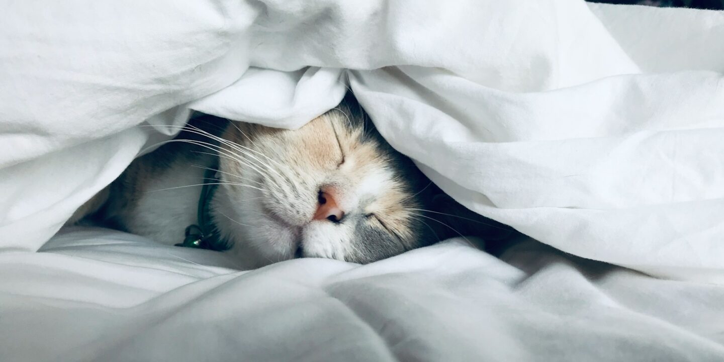 white cat sleeps under white comforter