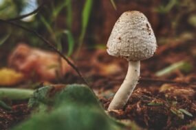 white mushroom on brown soil