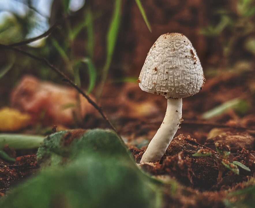 white mushroom on brown soil